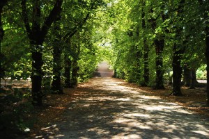 Paseo de los Tilos. Jardín botánico de Coimbra (Portugal)