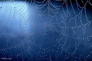 Para los Upanishads, el Universo es como la tela de una araña